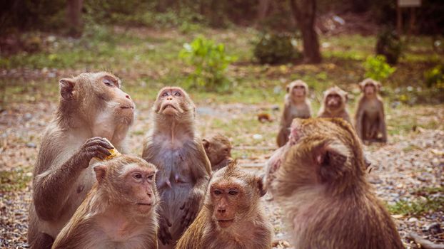 Young monkeys macaque in  Thailand, South east asia. happiness background concept.