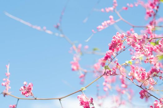 Beautiful Bright Pink oriental flower Cherry Blossoms botany against outdoors  Blue Sky in spring. Abstract romantic feeling.