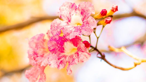 Selective focus soft light Beautiful Pink Trumpet flower or Tabebuia heterophylla