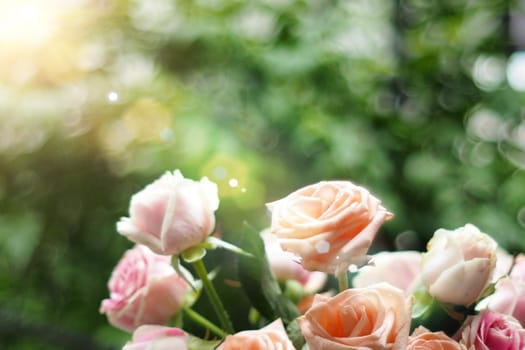 Beautiful soft focus pink pastel roses in the sunlight as a blurred floral
