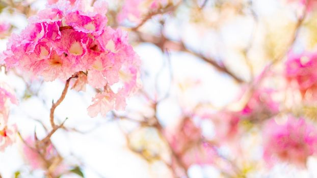 selective focus of pink flowers in bloom. Best spring Background