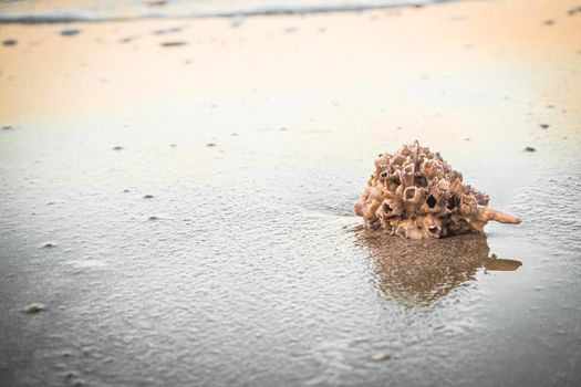 hermit crab Shell On Golden Beach abstract vacation travel adventure time.