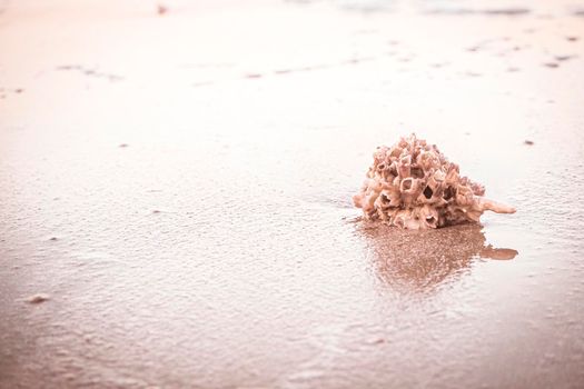 hermit crab Shell On Golden Beach abstract vacation travel adventure time.