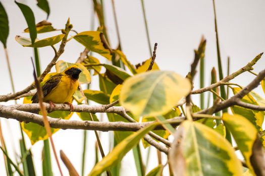 Asian Golden Weaver perching on grass stem in paddy field. Ploceus hypoxanthus bird in tropical forest