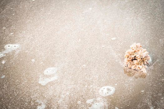 hermit crab Shell On Golden Beach abstract vacation travel adventure time.