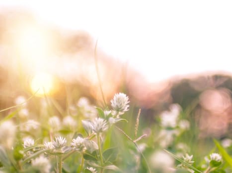 Soft focus wild Grass flower ,close up soft focus a little wild flowers grass in sunrise and sunset background warm vintage tone.