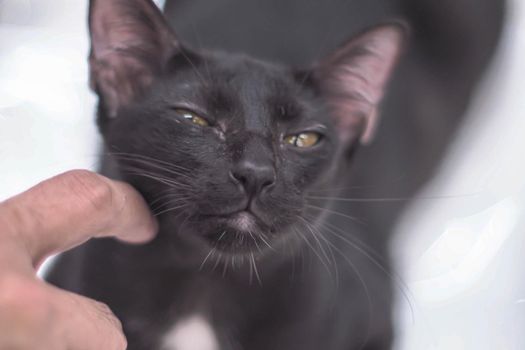 close up fingers hand touch serious black Cat with happiness face and close Friendship concept idea
