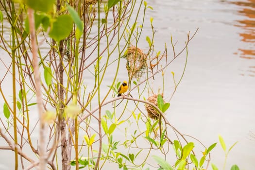 Asian Golden Weaver perching on grass stem in paddy field. Ploceus hypoxanthus bird in tropical forest