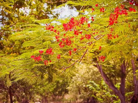 Red Royal Poinciana. Delonix Regia Flower On Branch. Spring background