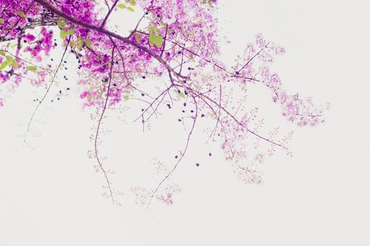 Selective focus  jacaranda violet flowers on branches isolated on white background. Spring summer nature landscape background