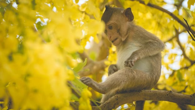 Portrait baby macaque on a Cassia fistula tree branch in  Thailand, South east asia. Yellow flowers of spring, happiness background concept.