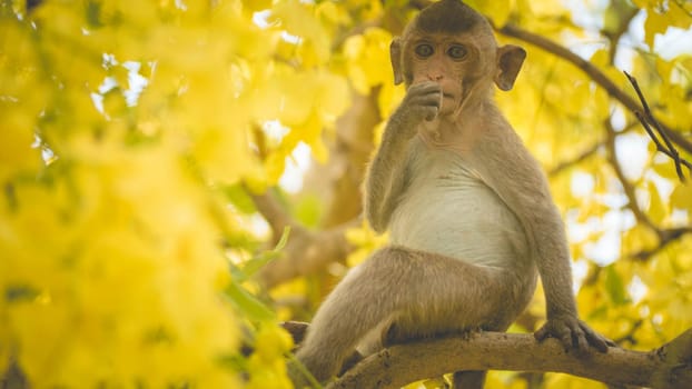 Portrait baby macaque on a Cassia fistula tree branch in  Thailand, South east asia. Yellow flowers of spring, happiness background concept.