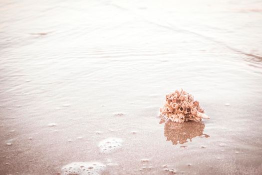 hermit crab Shell On Golden Beach abstract vacation travel adventure time.