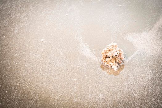 hermit crab Shell On Golden Beach abstract vacation travel adventure time.