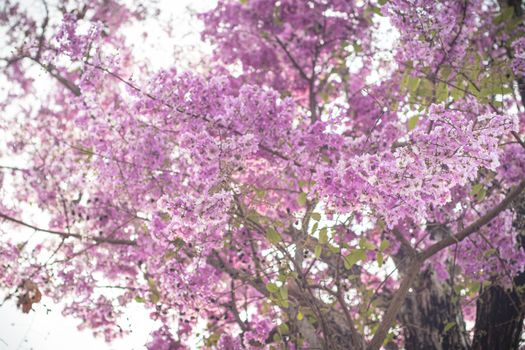 Selective focus  jacaranda violet flowers on branches. Spring summer nature landscape background