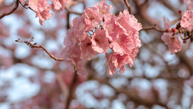 close up  Pink flower Tabebuia rosea, Rosy trumpet flowers. Spring Summer flower background