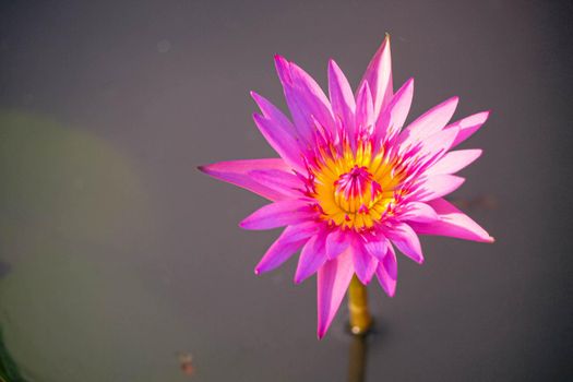 Close up Natural beautiful pink purple lotus flowers have yellow color in the middle abstract nature background