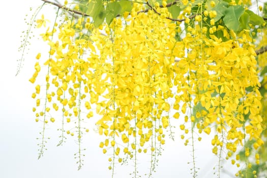 Selective focus Cassia fistula National flower of Thailand Golden Shower Tree. Golden shower flowers or Ratchaphruek ,yellow flowers watercolor look on white background