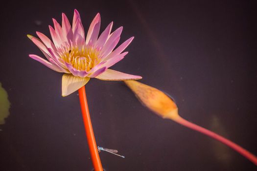 Close up Natural beautiful pink purple lotus flowers plant nature background