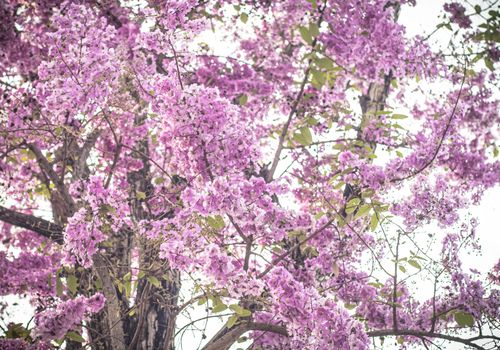 Selective focus  jacaranda violet flowers on branches. Spring summer nature landscape background