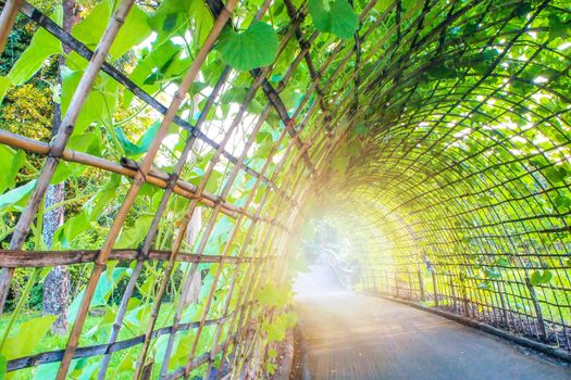 A garden tunnel. Green arcade in a european garden nature.