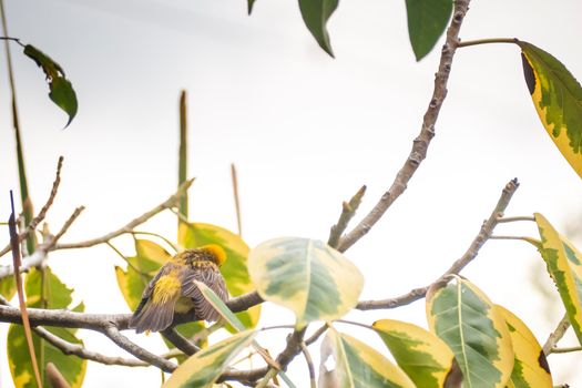 Asian Golden Weaver perching on grass stem in paddy field. Ploceus hypoxanthus bird in tropical forest
