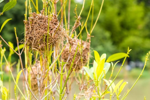 Asian Golden Weaver perching on grass stem in paddy field. Ploceus hypoxanthus bird in tropical forest