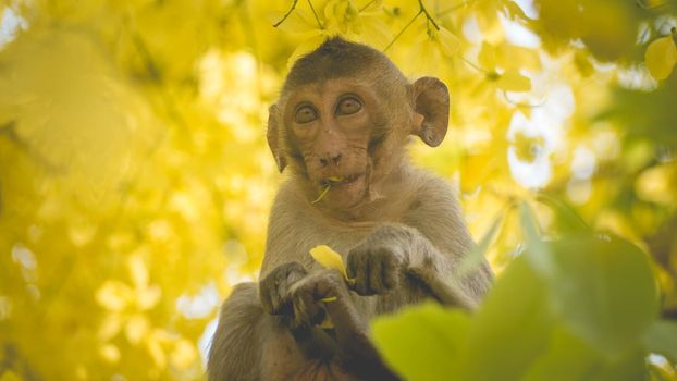 Portrait baby macaque on a Cassia fistula tree branch in  Thailand, South east asia. Yellow flowers of spring, happiness background concept.