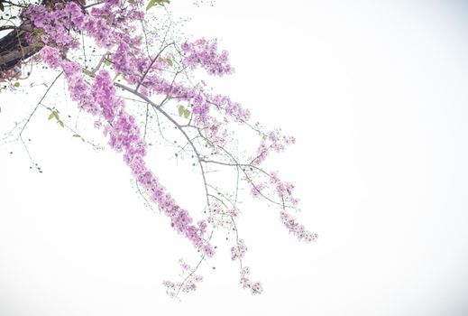 Selective focus  jacaranda violet flowers on branches isolated on white background. Spring summer nature landscape background