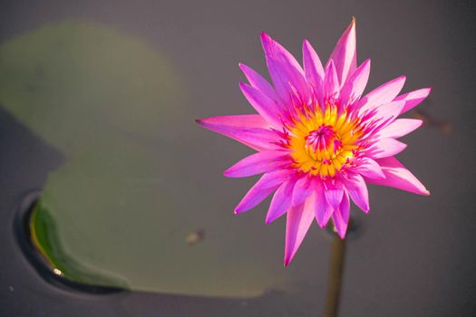 Close up Natural beautiful pink purple lotus flowers have yellow color in the middle abstract nature background