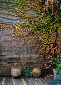 Yellow green  ivy climbing on wood fence. Creeper plant on on wooden wall of house. Ivy vine growing on wood panel. Vintage background. Outdoor garden. Natural leaves covered on wood panel.