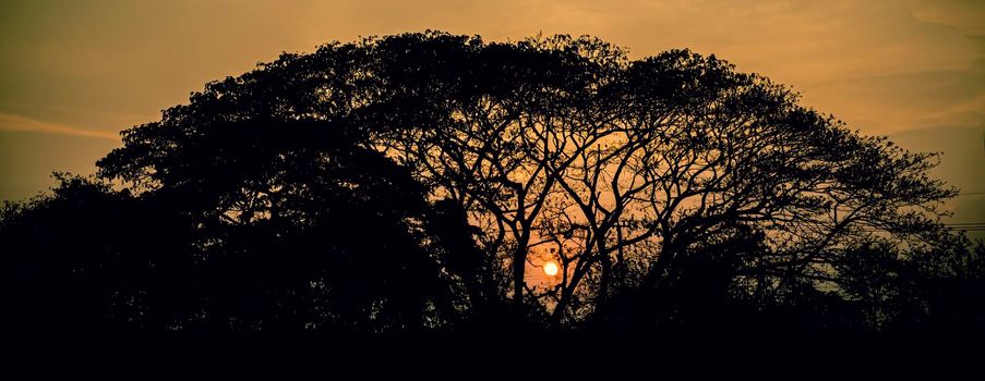 tree silhouette at sunset . kBig tree silhouette on sunset background