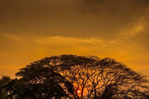 tree silhouette at sunset . Big tree silhouette on sunset background