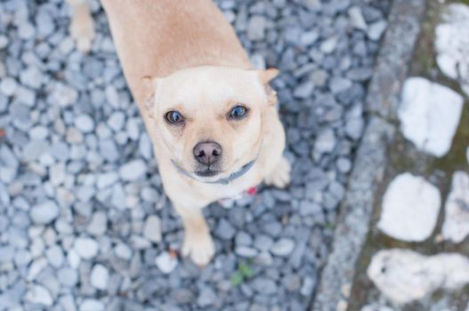 portrait beautiful young blonde smiling and pet dog Chihuahua. High quality photo