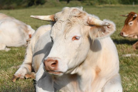 Alpine beige cow resting on the green grass
