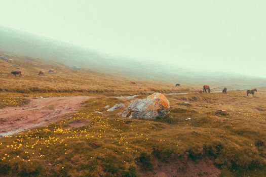 Panorama road after rains in Mountain Foggy Carpathian Mountains peaks on a foggy autumn morning with agriculture cows in field. Bucegi Mountains, Romania Europe