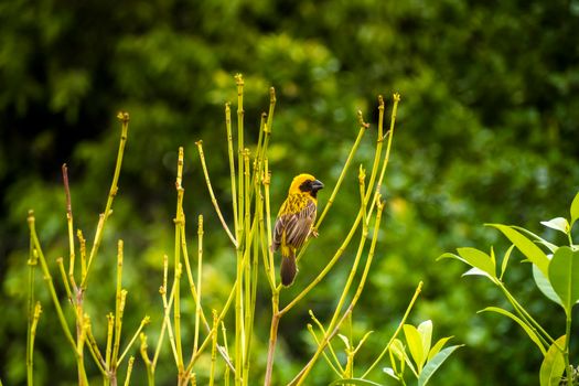 Asian Golden Weaver perching on grass stem in paddy field. Ploceus hypoxanthus bird in tropical forest