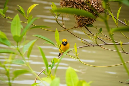 Asian Golden Weaver perching on grass stem in paddy field. Ploceus hypoxanthus bird in tropical forest