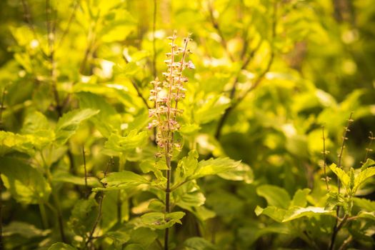 Nature backdrop. Beautiful Meadow with wild flowers.  summer country landscape with  meadow and sunbeam, Beautiful summer outdoor