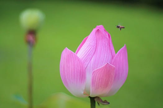 Pink Lotus blossom Bud. Beautiful lily water against bright green nature background