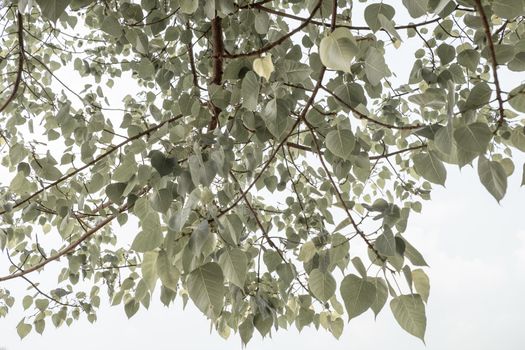 Branch with green Bodhi tree leaves isolated on a white background