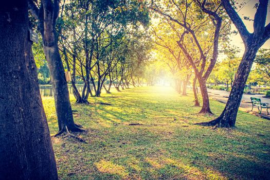 Autumn, fall landscape in park. Colorful yellow green  leaves, sun shining through trees.