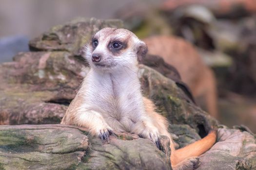 Cute meerkat suricata looking with curiousness on tree. Close-up Animal in nature wildlife.
