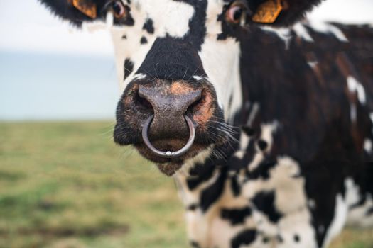 Spotted cow with a pierced nose in Normandy, France