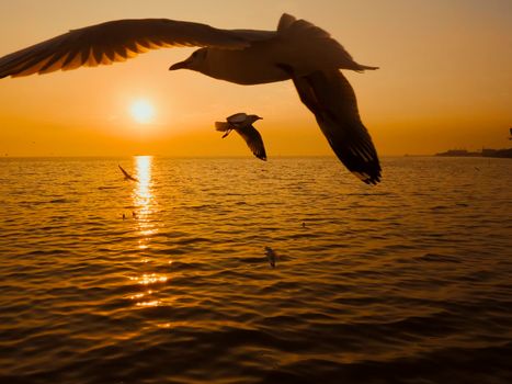 Sunset Sea Bird Silhouette sunset.Silhouette bird flying photography Sea. Minimal photography