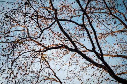 Tree Branch on blue Winter Sky.