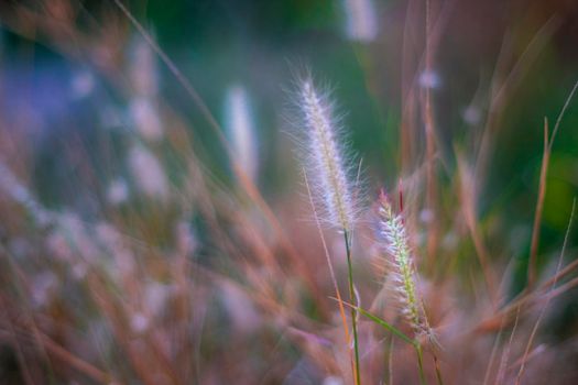 Soft focus Romantic nature wild grass flower. Summer meadow wild flower blooming with sunflare