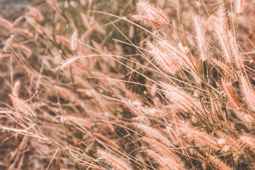 Wild Grass Flowers Field blow in the wind on landscape with vintage tone.