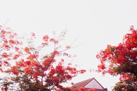 Red Royal Poinciana. Delonix Regia Flower On Branch over house architecture. Spring background