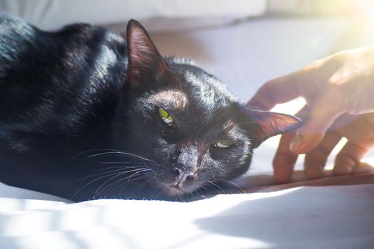 An adorable black cat  sleeping on a bed. soft touching close up hand. Love concept idea